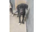 Adopt Kull a Retriever, Mixed Breed