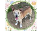 Adopt CUBBY a Parson Russell Terrier