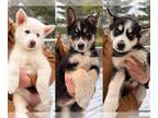 Siberian Husky PUPPY FOR SALE ADN-770905 - Pure bred Siberian Huskys puppies