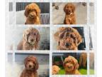 Goldendoodle PUPPY FOR SALE ADN-770890 - Multigen Goldendoodle Litter of 9