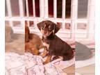 Beagle-Chihuahua Mix PUPPY FOR SALE ADN-770786 - Beagle Chihuahua Mix