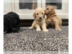 Goldendoodle (Miniature) PUPPY FOR SALE ADN-770783 - Goldendoodle