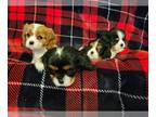 Cavalier King Charles Spaniel PUPPY FOR SALE ADN-770782 - Cavalier King Charles