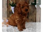 Goldendoodle (Miniature) PUPPY FOR SALE ADN-770777 - F1B Mini Goldendoodles