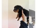 Rottweiler PUPPY FOR SALE ADN-770759 - Light blue male pure bred German