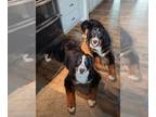 Bernese Mountain Dog PUPPY FOR SALE ADN-770755 - Bernese mountain dog Puppies