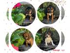 Puggle PUPPY FOR SALE ADN-770714 - adorable puggle puppies
