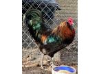 Adopt HEI HEI a Chicken