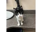 Adopt ONYX a Domestic Medium Hair