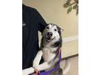 Adopt Notus a Mixed Breed