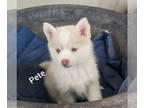 Pomsky PUPPY FOR SALE ADN-770884 - F3 blue merle Pomsky