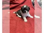 Shih Tzu PUPPY FOR SALE ADN-770840 - Shih Tzu Last of the litter