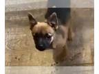 Chihuahua PUPPY FOR SALE ADN-770807 - Kronks new groove