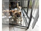 Shiba Inu PUPPY FOR SALE ADN-770775 - Shiba Inu Puppies