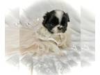 Japanese Chin PUPPY FOR SALE ADN-770946 - The Princess