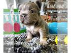 French Bulldog PUPPY FOR SALE ADN-770937 - Lilac Tan full fluffy