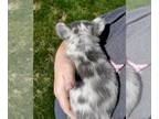 French Bulldog PUPPY FOR SALE ADN-770936 - Lilac Merle girl