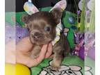 French Bulldog PUPPY FOR SALE ADN-770935 - fluffy lilac and tan