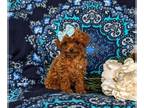 Poodle (Toy) PUPPY FOR SALE ADN-770934 - AKC Toy Poodle Puppy