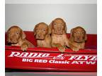 Vizsla PUPPY FOR SALE ADN-770922 - AKC Vizsla Puppies