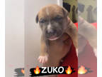 American Bully PUPPY FOR SALE ADN-770909 - Zuko XL Bully