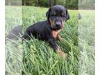 Doberman Pinscher PUPPY FOR SALE ADN-770889 - Doberman puppies