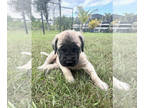 Mastiff PUPPY FOR SALE ADN-770876 - English Mastiff Puppies