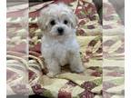 Maltipoo PUPPY FOR SALE ADN-770868 - Lil Jimmy