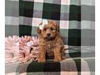 Pookimo PUPPY FOR SALE ADN-770855 - Adorable Eskipoo Puppy