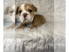 English Bulldog PUPPY FOR SALE ADN-770839 - Troy
