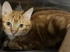 Adopt TIGER a Domestic Short Hair