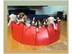 Bull Terrier PUPPY FOR SALE ADN-770832 - Exquisites Breeders Bull Terriers
