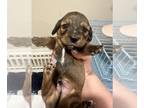 Dachshund PUPPY FOR SALE ADN-770829 - Miniature long haired dachshund