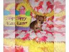 Yorkshire Terrier PUPPY FOR SALE ADN-770823 - Female yorkiepoo puppy