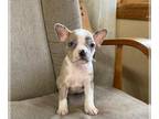 Faux Frenchbo Bulldog PUPPY FOR SALE ADN-770820 - Frenchtons blue merle and