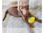 Labrador Retriever PUPPY FOR SALE ADN-770779 - Labrador retrievers