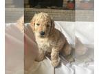 Goldendoodle PUPPY FOR SALE ADN-770715 - F1B Medium Goldendoodle