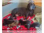 Dachshund PUPPY FOR SALE ADN-770709 - Mini Dachshund Pups