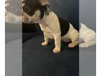 French Bulldog PUPPY FOR SALE ADN-770702 - Pie Merle French Bulldog Puppy Female