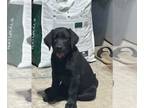 Labrador Retriever PUPPY FOR SALE ADN-770448 - Beautiful AKC Labrador Puppies