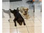 Labrador Retriever PUPPY FOR SALE ADN-770448 - Beautiful Labrador Puppies