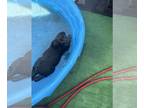 Labrador Retriever PUPPY FOR SALE ADN-770448 - Ready April 28th Beautiful AKC