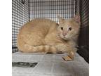 Adopt TULLY a Domestic Short Hair