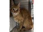 Adopt HAMMER a Domestic Short Hair