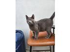 Adopt Cholo the Cat a Domestic Short Hair