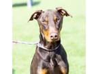 Adopt MERCURY a Doberman Pinscher