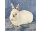 Adopt ASTEROID a Bunny Rabbit