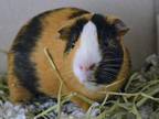 Adopt SPICY NUGGET a Guinea Pig