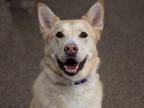 Adopt JAKE a Siberian Husky, Labrador Retriever