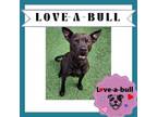 Adopt ARLO a Pit Bull Terrier